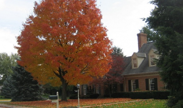 Pohon sakura atau pohon maple untuk menambahkan warna di musim tertentu